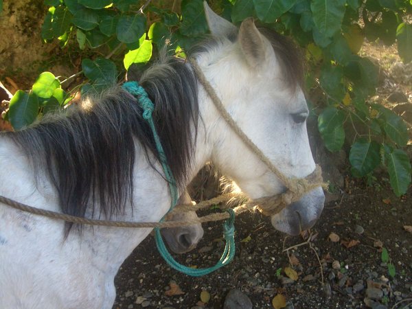 Kozeas Horse