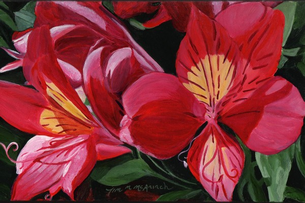 Red Alstroemeria
