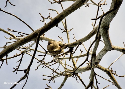 SLOTH SLEEPING IN A TREE