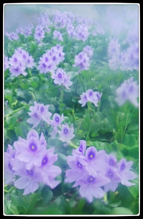 The Blues