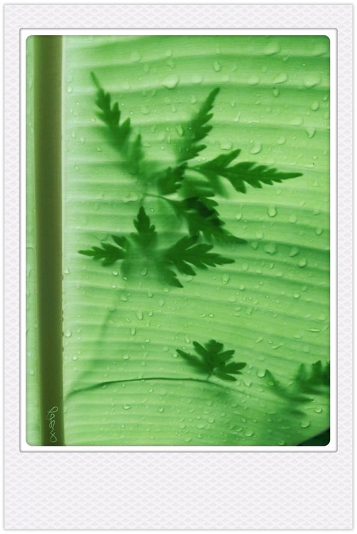 Plant Shadow in Banana Leaf