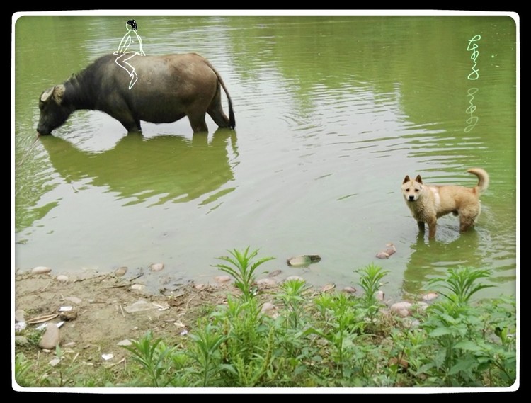 A Dog & Buffalo & Buffalo Rider
