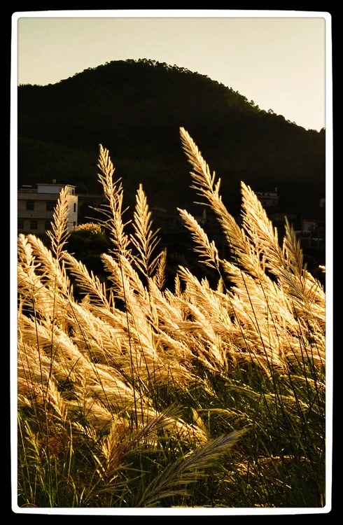 Reeds in Sunset
