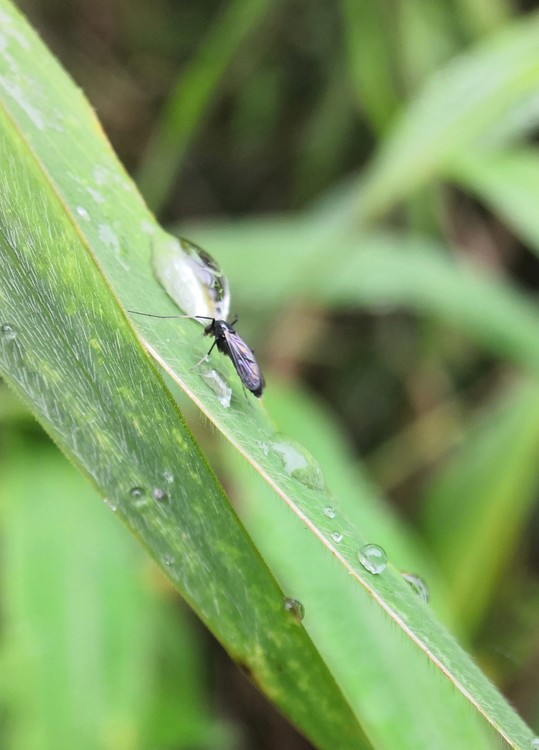 attraction of raindrop