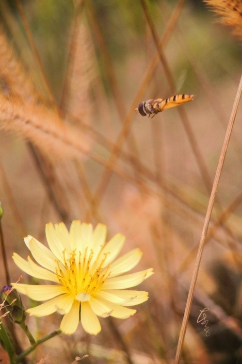 flying bee