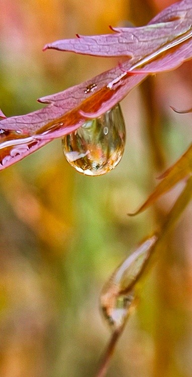 colorful dew