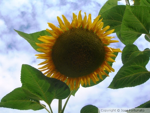 No sun ? No problem !