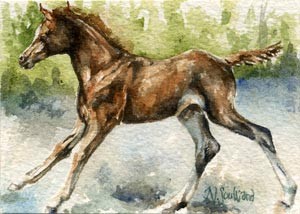 Playful Foal