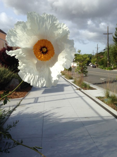 Paper Flower