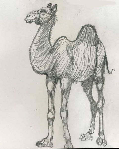 Camel