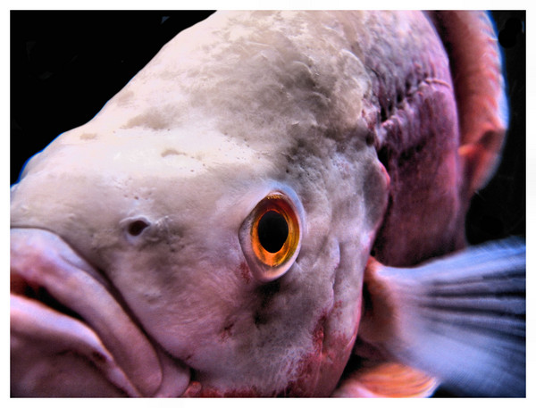 fredrick pink fish