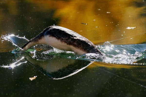 DUCK!