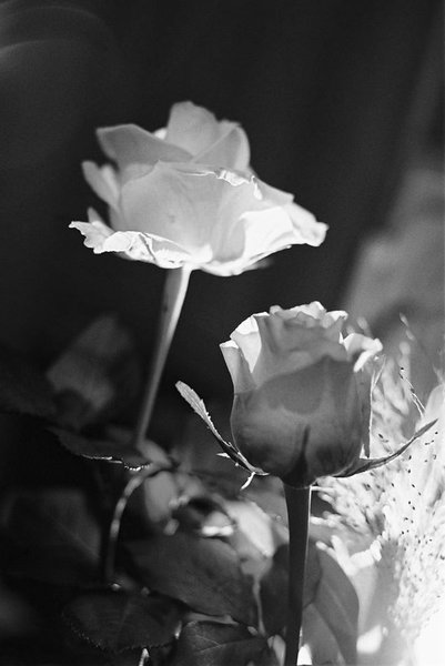 Roses