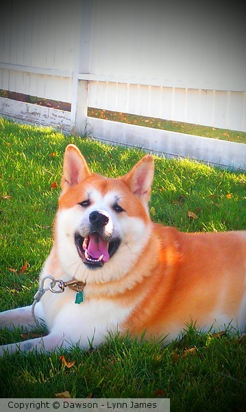 Hachi enjoying warm fall day