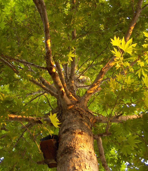 Up Up The Maple Tree