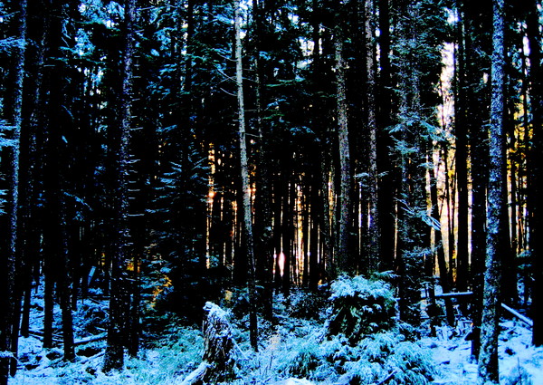 Through the Trees2, Photograph