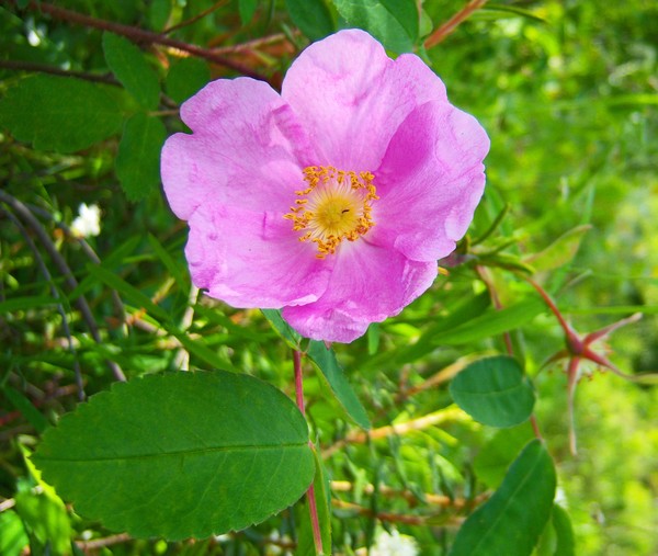Wild Sitka Rose
