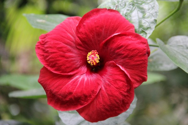 Deep red MAMMOTH hibiscus (dinner plate sized)