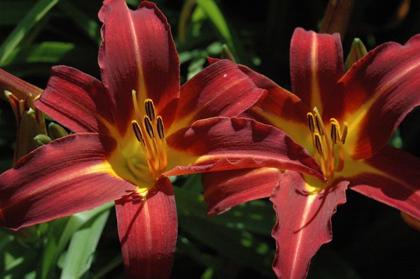 Double Beauty