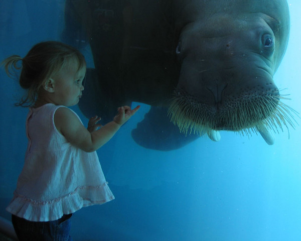 Walrus Buddy