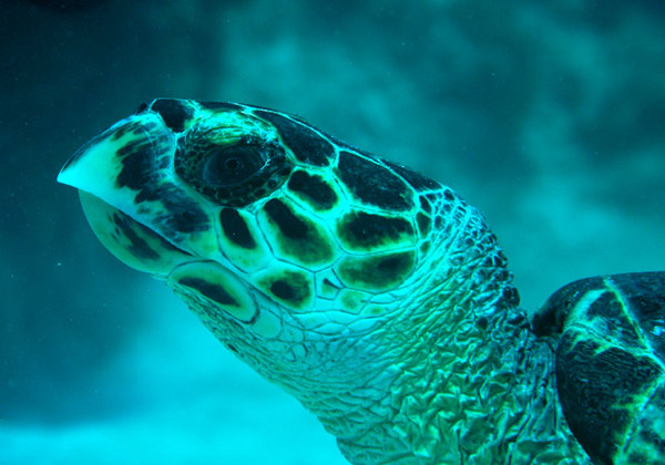 Turtle Head