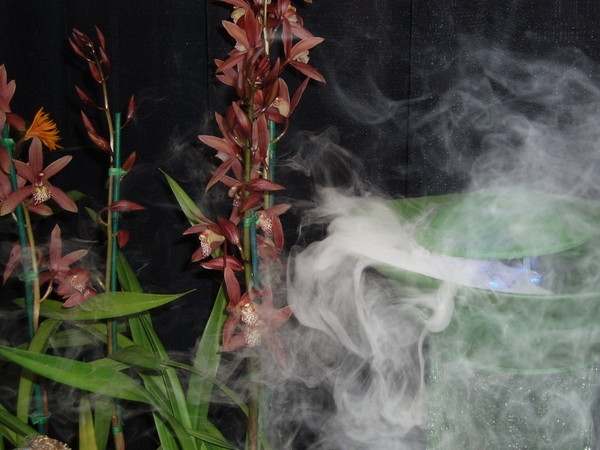 Orchids in Mist