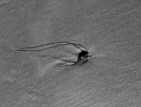 The Shell and the Seaweed