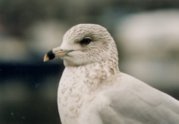 bird 2