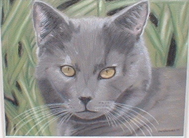 Perdu, the found kitty