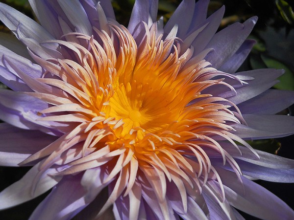 Waterlily Alexis