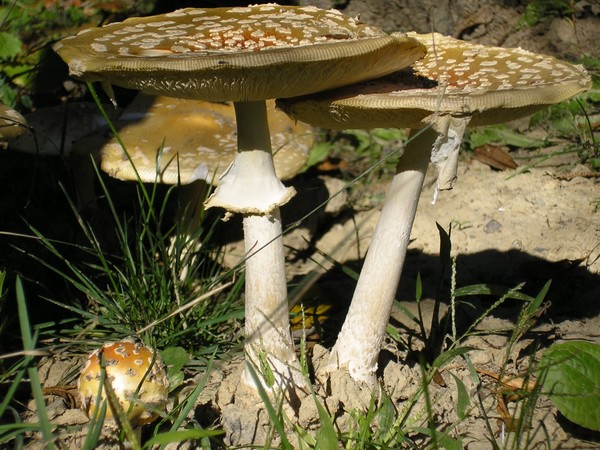 Toadstools upright