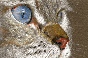The Eye of the Birman Cat