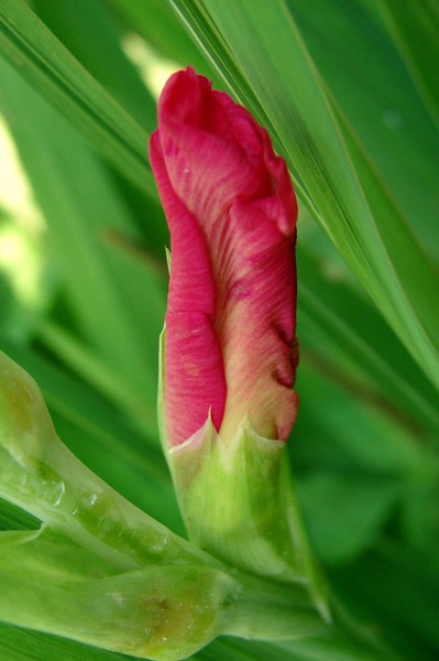 Glad Bud