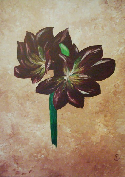 Amaryllis