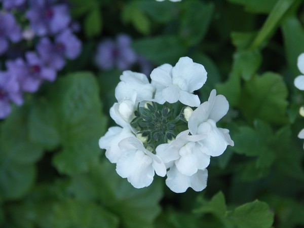 DELICATE WHITE 