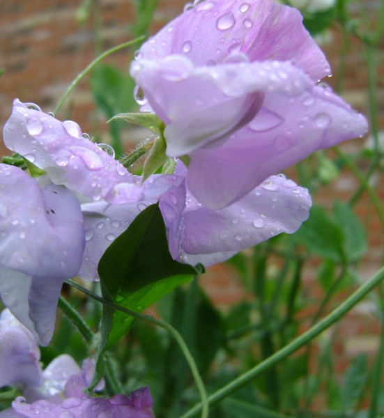 SWEET PEAS**AND RAINDROPS