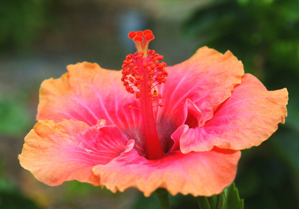 Hibiscus colors
