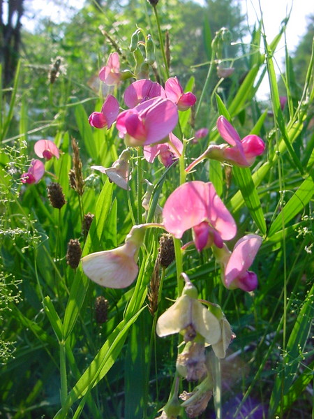 roadside blooms