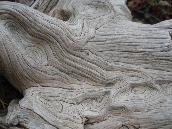 Cedar Swirls