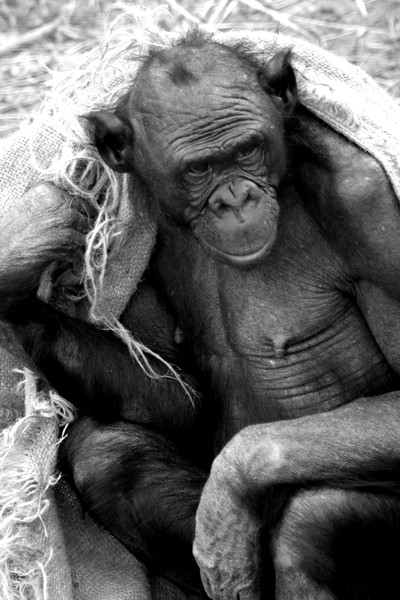 old man monkey