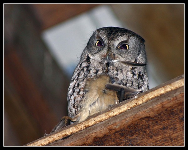 owl vs. sparrow 2
