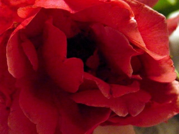 Red rose close up