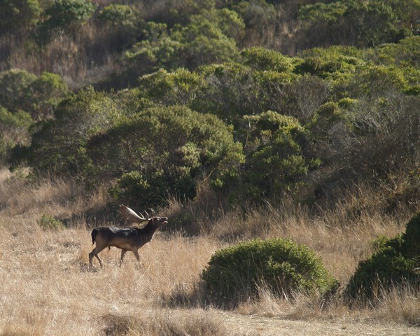 Herd Sire