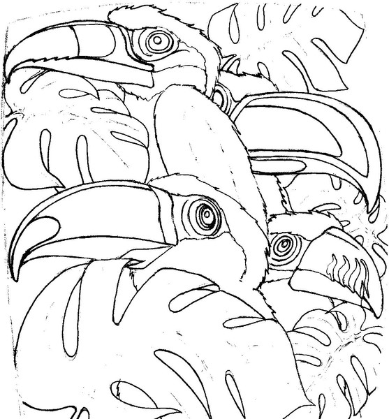 Toucans