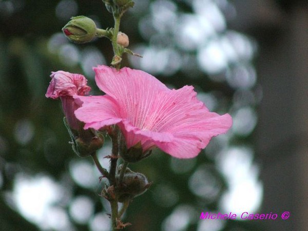 Sweet flower 