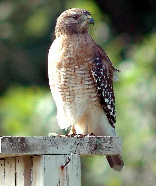 Hawk at the Hacienda