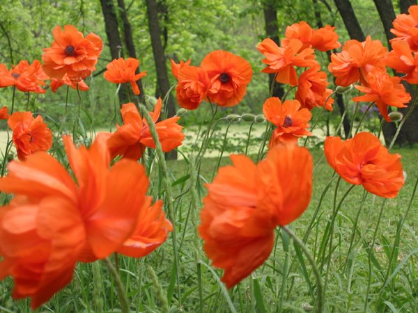 Poppy day