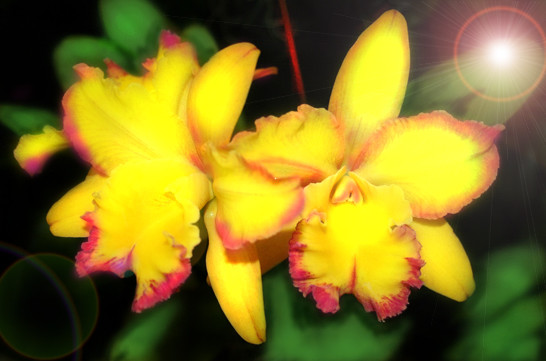 Midnight yellow Cats with flare