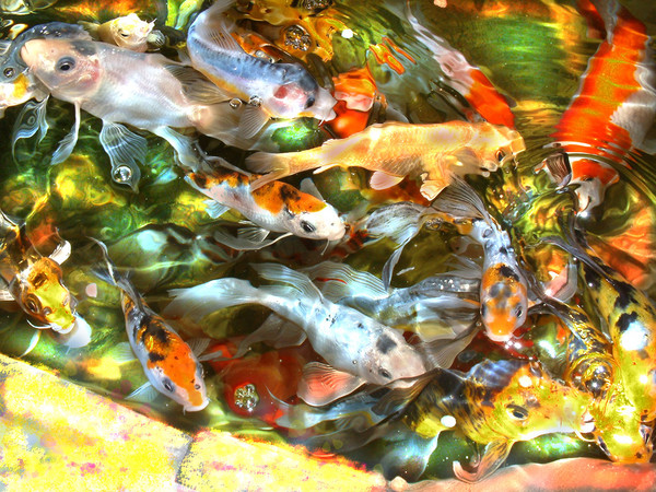 LUCKY KOI FEEDING