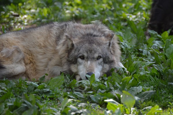 Hard Life of a Wolf
